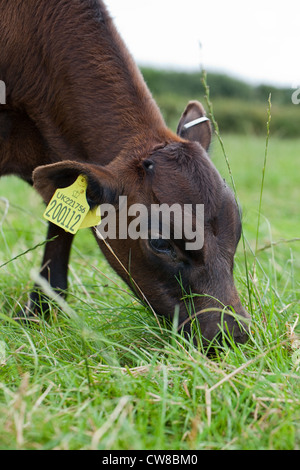 Gloucester Färse (Bos Taurus). Junge Kuh Weiden auf Weidelgras gesät Pasiure. Horn "Bud" ist auf der Krone des Kopfes erkennbar Stockfoto