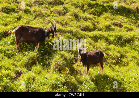 Jungfrau Region, Schweiz. Alpine Ibex (Capra Ibex) Ziegen in Grindelwald Tal Eiger. Stockfoto