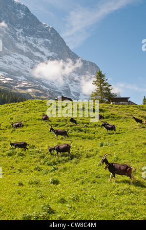 Jungfrau Region, Schweiz. Alpine Ibex (Capra Ibex) Ziegen in Grindelwald Tal Eiger. Stockfoto