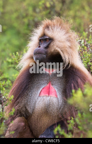 Porträt eines männlichen Gelada Pavian (Theropithecus Gelada) Simien Mountains Nationalpark Äthiopiens. Stockfoto