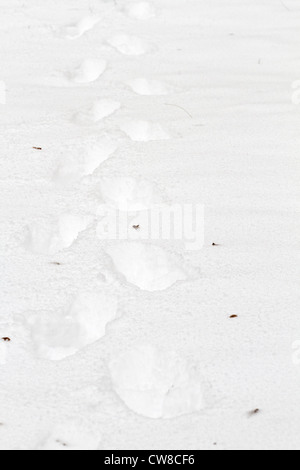 Eine Linie von Spuren in einem tief frisch gefallenem Schnee an einem kalten Januartag. Stockfoto
