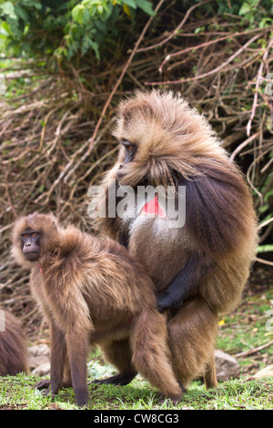 Gelada Paviane (Theropithecus Gelada) Paarung in Äthiopien Simien Mountains Nationalpark. Stockfoto