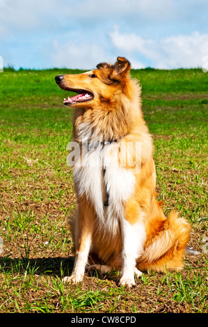 Amerikanische wahr gezüchtet Collie Hund Stockfoto