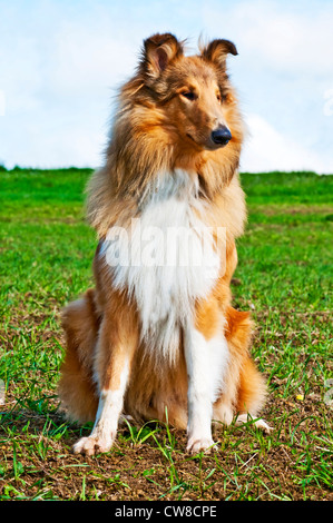 Amerikanische wahr gezüchtet Collie Hund Stockfoto