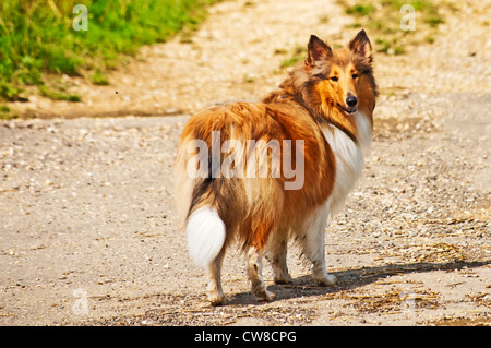 Amerikanische wahr gezüchtet Collie Hund Stockfoto