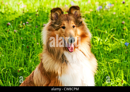 Amerikanische wahr gezüchtet Collie Hund Stockfoto