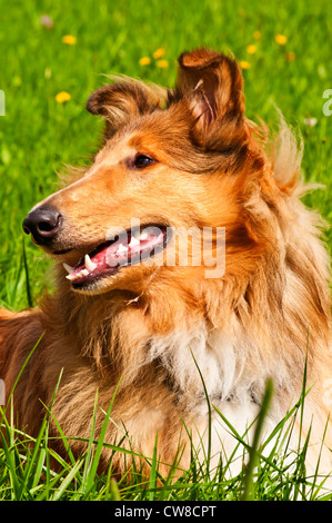 Amerikanische wahr gezüchtet Collie Hund Stockfoto