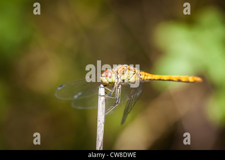 Weibliche gemeinsame Darter Dragon fly in Ruhe Stockfoto