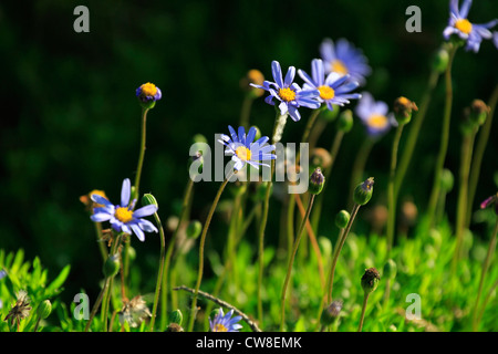 Felicia aethiopica (subsp aethiopica), (Blou Magriet, wild Aster) in Kirstenbosch National Botanical Gardens. Stockfoto