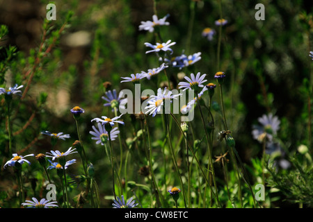 Felicia aethiopica (subsp aethiopica), (Blou Magriet, wild Aster) in Kirstenbosch National Botanical Gardens. Stockfoto