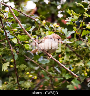 Weiblicher Haussperling hocken auf einem Ast in der Weißdorn Hecke in einem Garten Cheshire England Vereinigtes Königreich UK Stockfoto