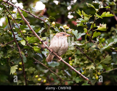 Weiblicher Haussperling hocken auf einem Ast in der Weißdorn Hecke in einem Garten Cheshire England Vereinigtes Königreich UK Stockfoto