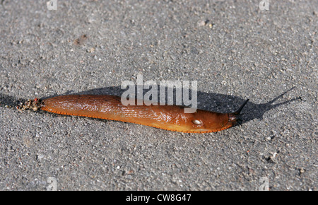 Strahlende Dorf, spanische Schnecke auf einer Straße Stockfoto