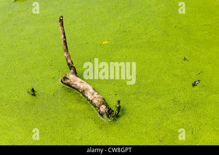 Ast im Wasser mit einer Schicht aus Grünalgen Stockfoto