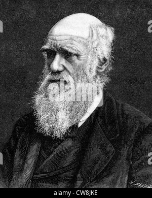 Kupferstichportrait von Charles Darwin (1809 - 1882), Englisch