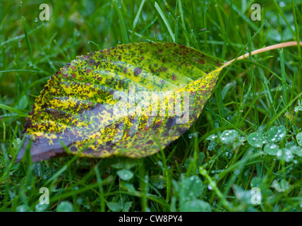 Berlin, Pappel Blatt zwischen taufrischen Klee Stockfoto