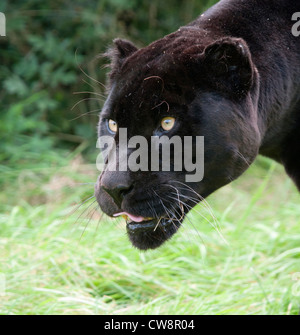 Weiblicher schwarzer jaguar Stockfoto