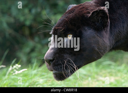 Weiblicher schwarzer jaguar Stockfoto