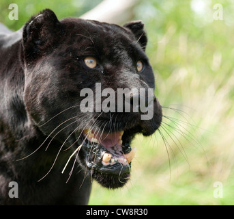 Weiblicher schwarzer jaguar Stockfoto