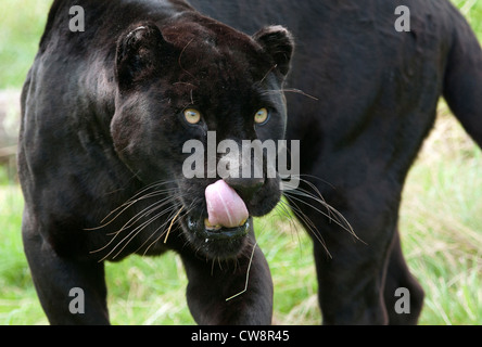 Weiblicher schwarzer jaguar Stockfoto