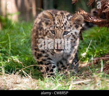 Amur Leopard cub Stockfoto