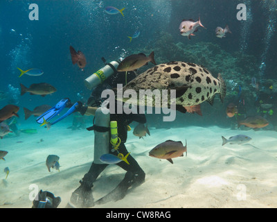 Riesige Kartoffel (Epinephelus Tukula) Kabeljau umkreisen Tauchen Fotograf am Great Barrier Reef Marine Park Australien Stockfoto