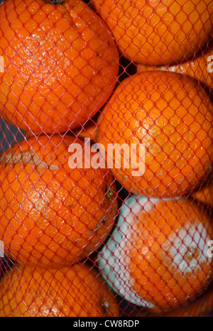 Orangen in einem Netzbeutel. Eine Orange gegangen ein wenig muffig. Stockfoto