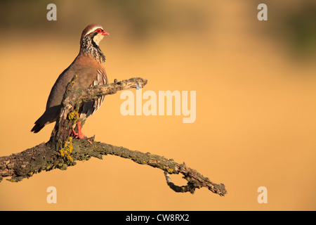 Rothuhn (Alectoris Rufa) thront auf Zweig. Lleida. Katalonien. Spanien. Stockfoto