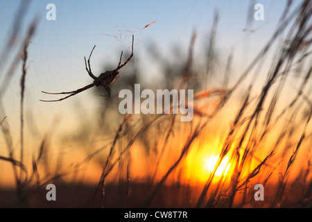 Gelappten Argiope Spider {Argiope Lobata} bei Sonnenuntergang. Lleida. Katalonien. Spanien. Stockfoto