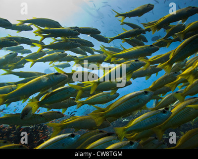 Nahaufnahme der Schule des yellowtail Chirurg Fische acanthurus xanthopterus, am Great Barrier Reef Marine Park Australien Stockfoto