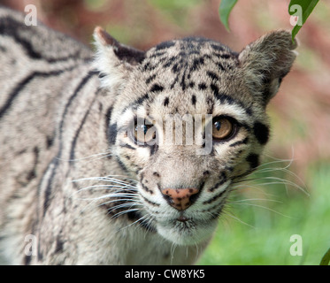 Weibliche Nebelparder Stockfoto
