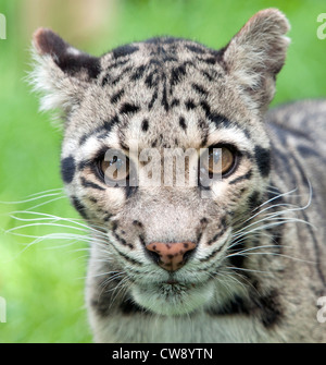 Weibliche Nebelparder in Kamera Stockfoto