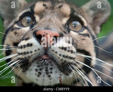 Männliche Nebelparder (extreme Nahaufnahme) Stockfoto