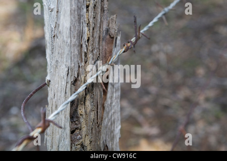 Stacheldrahtzaun auf einem faulen Holz Zaun-Pfosten. Stockfoto