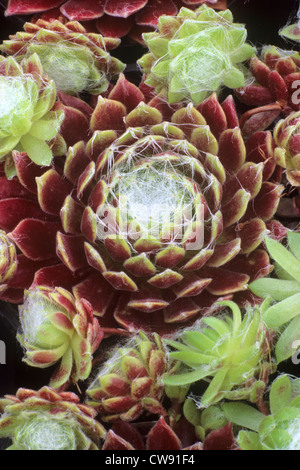 Sempervivum 'Rosie' Hauswurz, verlässt Hauswurze Gartenpflanze Planrs grüne Blatt Semperviven Stockfoto