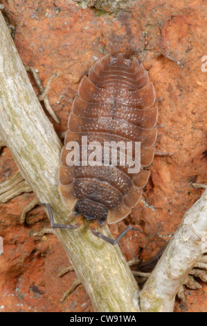 Rote Form von groben Garten Assel (Porcellio Scaber) auf eine Mauer in einem vorstädtischen Garten Stockfoto