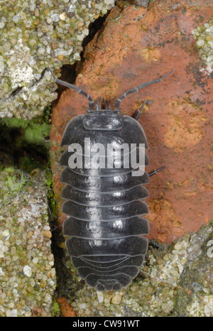 Südlichen Pille Assel (Armadillidium Depressum) auf eine alte Mauer in einem vorstädtischen Garten in Gorseinon, South Wales. Mai 2012. Stockfoto