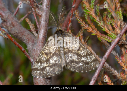 Männliche gemeinsamen Heide Moth (Ematurga Atomaria) ruht auf Heidekraut (Calluna Vulgaris) auf eine Surrey Heide Stockfoto