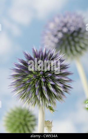 Details zum Globus Distel gegen blauen Himmel und die neue Entwicklung Röschen Blumen Echinops Stockfoto