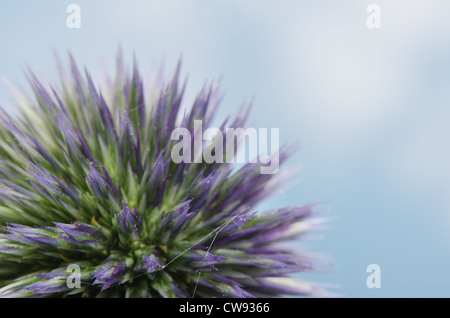 Details zum Globus Distel gegen blauen Himmel und die neue Entwicklung Röschen Blumen Echinops Stockfoto