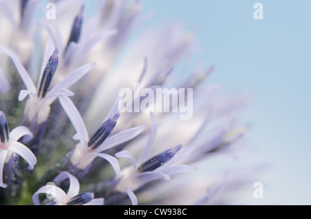 Details zum Globus Distel gegen blauen Himmel und die neue Entwicklung Röschen Blumen Echinops Stockfoto