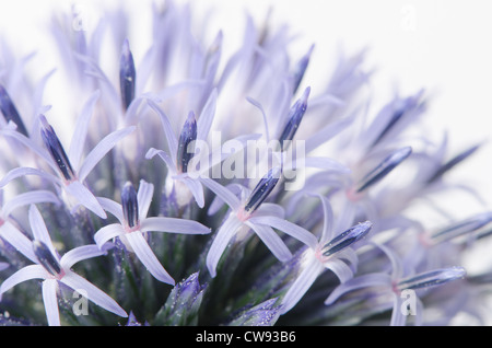 Details zum Globus Distel gegen blauen Himmel und die neue Entwicklung Röschen Blumen Echinops Stockfoto