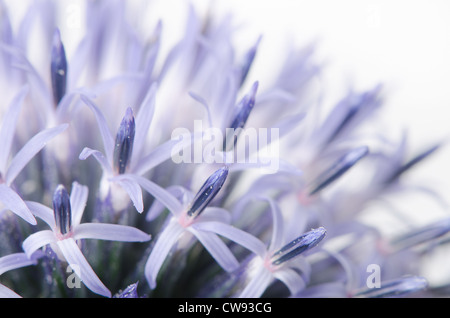 Details zum Globus Distel gegen blauen Himmel und die neue Entwicklung Röschen Blumen Echinops Stockfoto