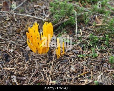 Stagshorn gelb / gelb Stag´s-Horn / Calocera Viscosa / Klebriger Hörnling Stockfoto