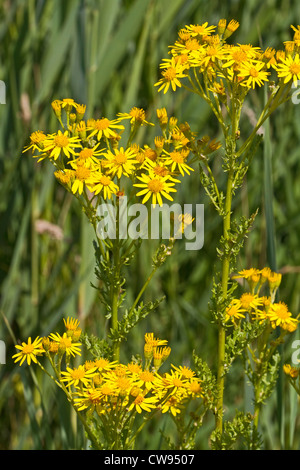 Gemeinsamen Kreuzkraut (Senecio Jacobaea) Juli 2012 Stockfoto