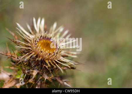 Carline Thistle; Carlina Vulgaris; Blume; Gower; Wales; UK Stockfoto