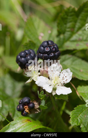 Dewberry; in Frucht; Wales; UK Stockfoto