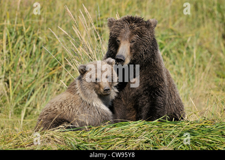 Grizzly Bär Mutter mit Jungtier. Stockfoto