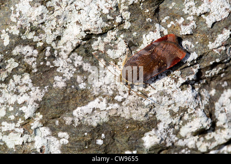 Geringeren Breite grenzt gelbes Underwing; Noctua Janthe; Cornwall; UK Stockfoto