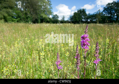 Lethytep; Cornwall; VEREINIGTES KÖNIGREICH; Bauernhof Diversifikation; Tierwelt-Wiese; Blutweiderich Stockfoto